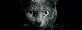 Mačky – skutočne majú schopnosť ochrániť nás a náš domov pred duchmi a zlou energiou?
