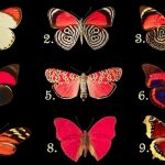 Vyber si jedného motýľa, aby si objavil, aké myšlienky skrýva tvoje podvedomie