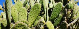 Vedkyňa z Mexika vynašla spôsob, ako z kaktusu nopál vyrobiť biologicky rozložiteľný plast