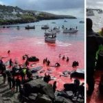 Krv 150 zmasakrovaných veľrýb a delfínov zafarbila more dočervena
