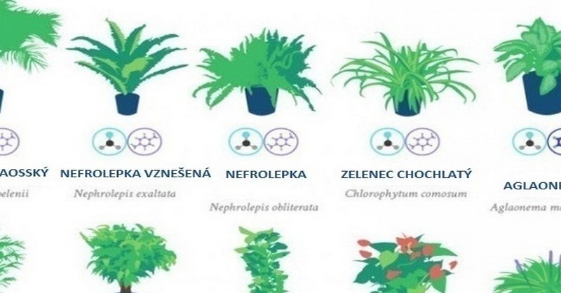 18 izbových rastlín, ktoré sú podľa NASA najlepšími čističmi vzduchu v domácnosti
