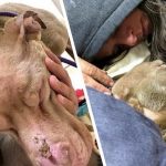 Žena strávila celú noc v útulku pre psov – objímala svojho umierajúceho štvornohého priateľa, aby vo svojich posledných chvíľach nebol sám
