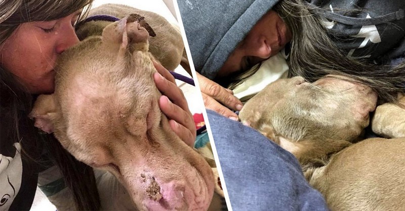 Žena strávila celú noc v útulku pre psov – objímala svojho umierajúceho štvornohého priateľa, aby vo svojich posledných chvíľach nebol sám